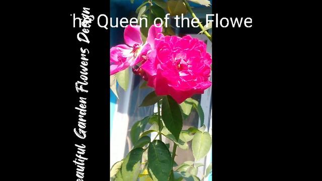 Garden design ideas. Flowers queen Rose. Secret tips. #gardening #rose #flowers #viral #viralvideo смотреть онлайн