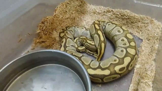 Butter Ball Python Post Ovulation - BGE смотреть онлайн