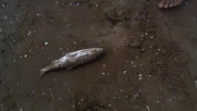 Рыбалка в Зиря.Баку.кутум смотреть онлайн