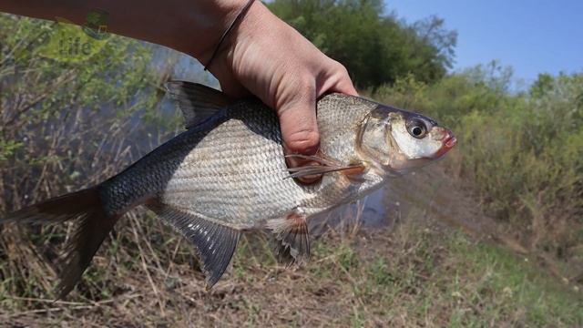 Если это подкидывать в место ловли рыба собирается огромным косяком нод поплавком! Киноа для рыбалк смотреть онлайн