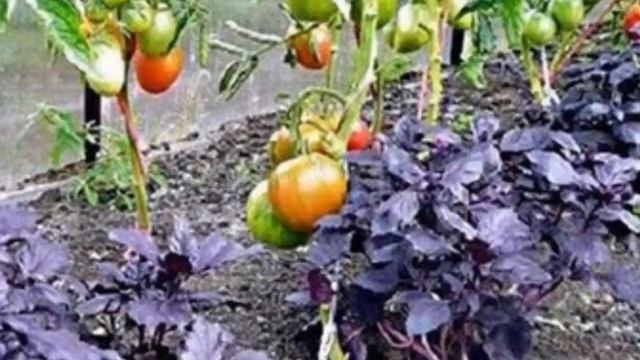 Что посадить рядом с томатами, чтобы снять щедрый урожай смотреть онлайн