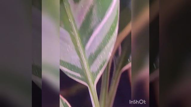 update on variegated banana plants pink nono and florida variegated смотреть онлайн