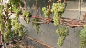 Виноград Беларуси . Сорт винограда к-ш Спартанец.