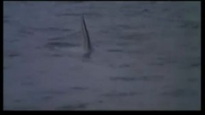Cruel Jaws (Jaws 5) (Bruno Mattei, Italia, EEUU, 1995) - Official Trailer