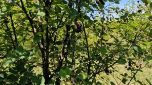 Отличия ирги ольхолистной и ирги колосистой