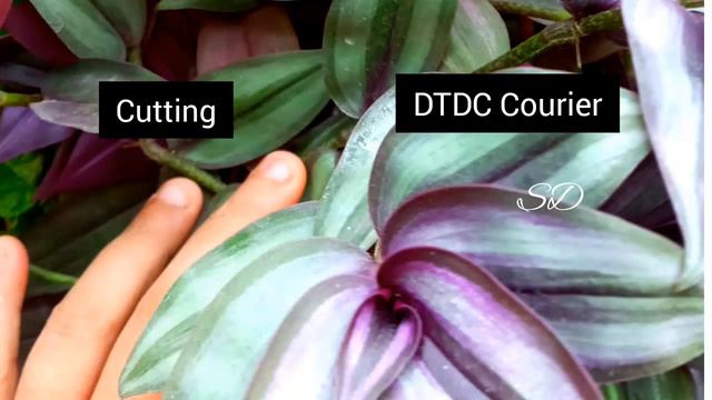 Online plant sale||Combo offer plants||Salu Diaries смотреть онлайн