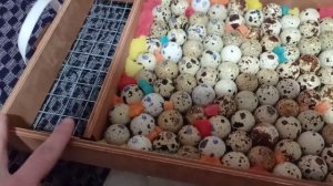 Закладка яйца в инкубатор Матрица Вегас