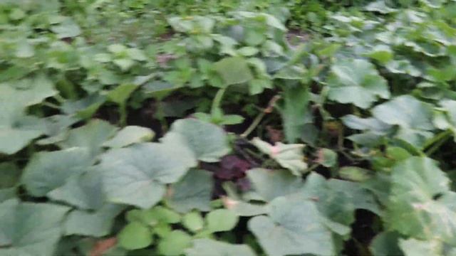 Утеплил ПЕНОПЛЕКСОМ пол в пристройке. Откосы на окно. смотреть онлайн