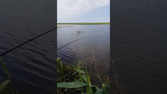 Клюёт, как из пулемета! Ловля карася "по простому" смотреть онлайн