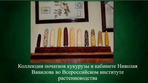 «Николай Иванович Вавилов»