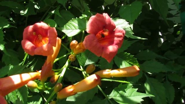 Balboa Sunset Campsis Radicans Trumpet Vine