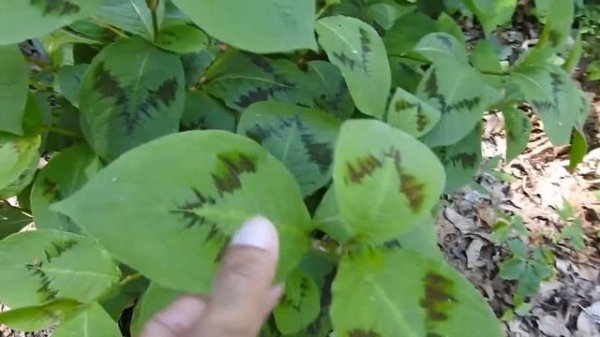 Capital Naturalist: Painter's Palette (Persicaria filiformis)