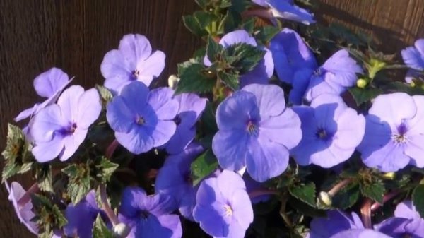 Ахименес Forget me Not