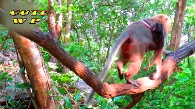 Cutest tiny newborn baby really trying so hard to hug s mom carefully | Cute Wildlife Park смотреть онлайн