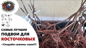 Самые лучшие подвои для КОСТОЧКОВЫХ. Создаем саженцы сами #ТриЭкоСад
