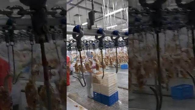 10000 BPH Atomatic Chicken Slaughter Line смотреть онлайн