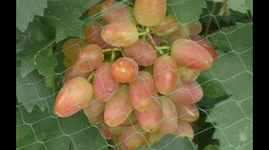 Зачем нужен гиббереллин для винограда