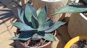 Коллекция агав Галины Толкачевой Agave Collection