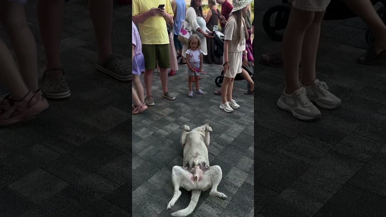 Пес актер в Адлере. Район Мандарин. 2 часть смотреть онлайн