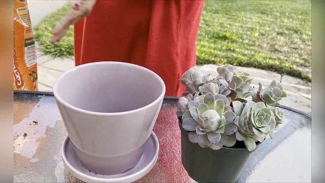 Greenovia Aurea El Hierro | Pink Mountain Rose | Repotting | Watering | Caring | Succulents By Vonn