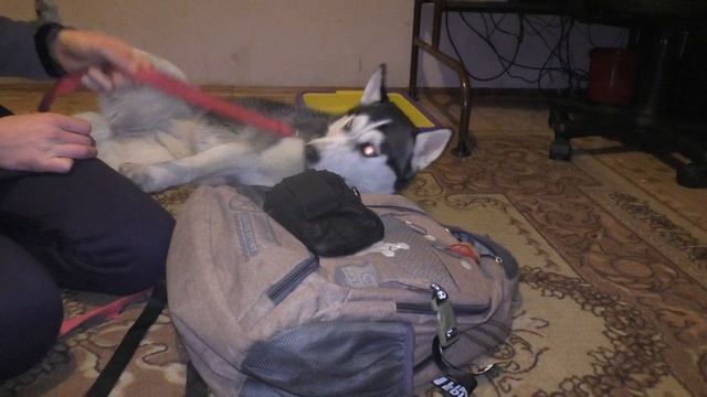 Обучение щенка хаски охранять вещь смотреть онлайн