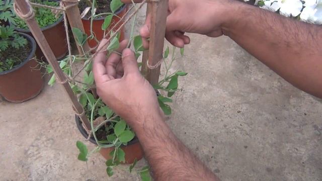 CHEAPEST DIY Trellis for Vines and Climbing Plants смотреть онлайн