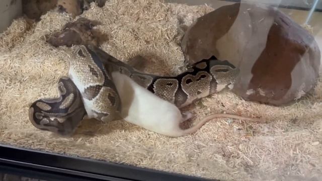 How To FEED a PYTHON (FROZEN THAWED) Rats ? смотреть онлайн