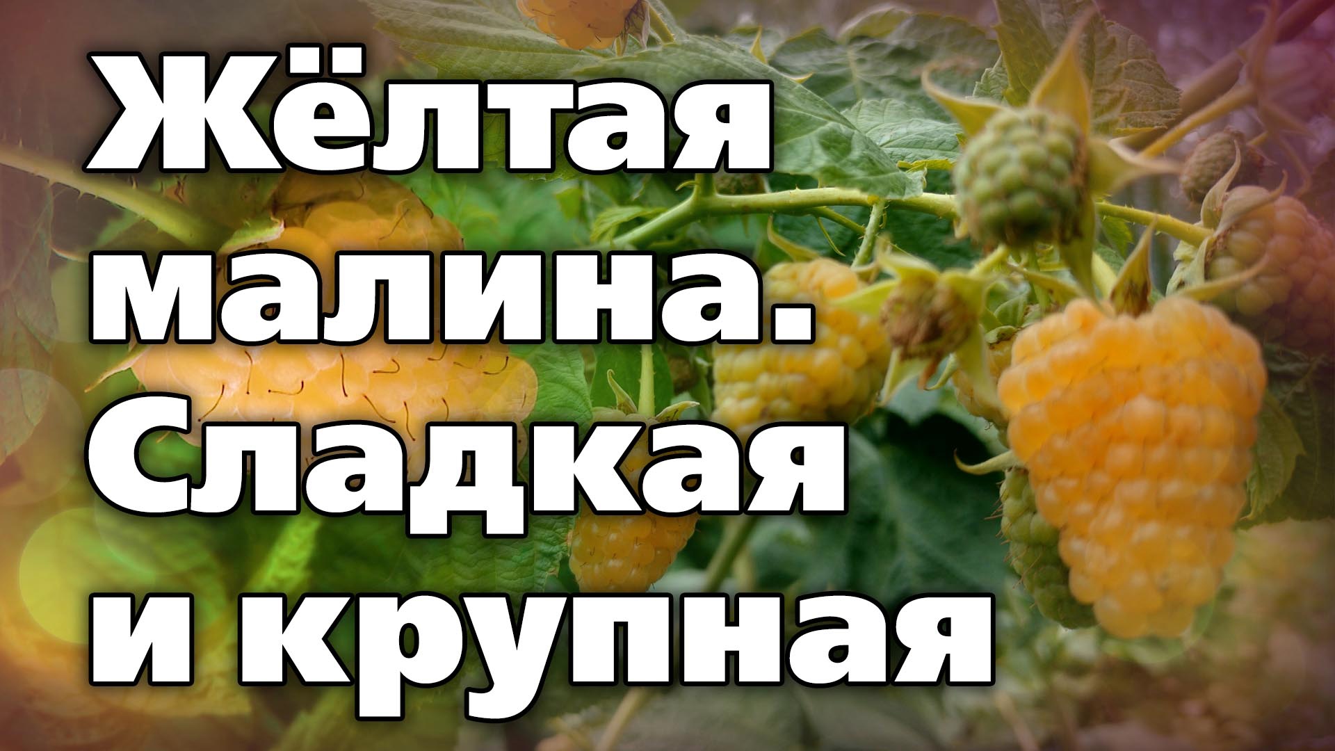 Ремонтантный сорт малины. Жёлтая карамелька смотреть онлайн