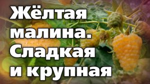 Ремонтантный сорт малины. Жёлтая карамелька