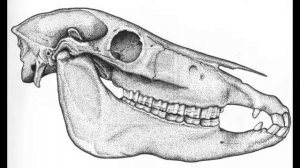 Типы и функции зубов млекопитающих, строение и количество клыков для определения типа питания - ЕГЭ
