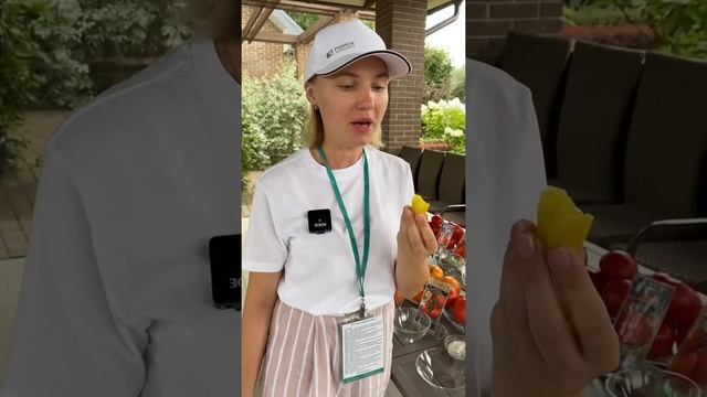 Обилие черри-томатов желтого цвета??дегустация Томат Лунный Фонтан | Усадьба-Семена смотреть онлайн
