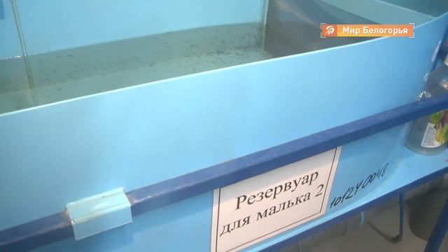 Белгородский НОЦ перешёл от теории к практике смотреть онлайн