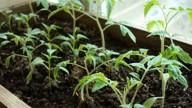 ТОМАТЫ ВЫРАЩИВАНИЕ РАССАДЫ В ДОМАШНИХ УСЛОВИЯХ смотреть онлайн