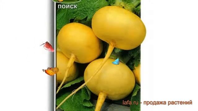 Репа обыкновенный Петровская 1 (petrovskaya 1) ? обзор: как сажать, семена репы Петровская 1 смотреть онлайн