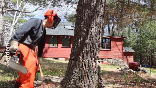 Is This How To Cut Down A Tree? - GardenFork смотреть онлайн