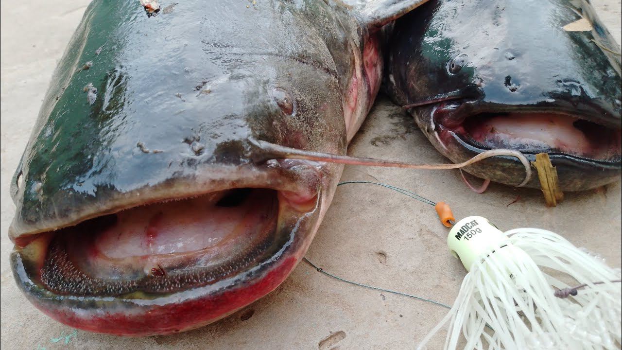 ЭТА ЗАМАНУХА СВЕЛА СОМА С УМА!!! ОНА РАБОТАЕТ! РЫБАЛКА С НОЧËВКОЙ НА СОМА смотреть онлайн