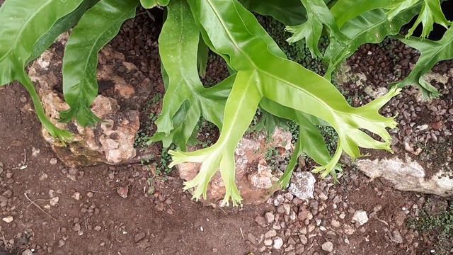 Asplenium nidus - grow and care (also as Houseplant) смотреть онлайн