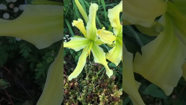 Лилейники Минт Октопус смотреть онлайн