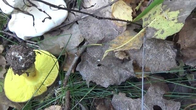 Зеленушка! Грибы рядовки зеленые пошли! смотреть онлайн