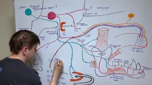 Тройничный нерв  - 5 пара черепных нервов / Нижнечелюстной нерв / Неврология