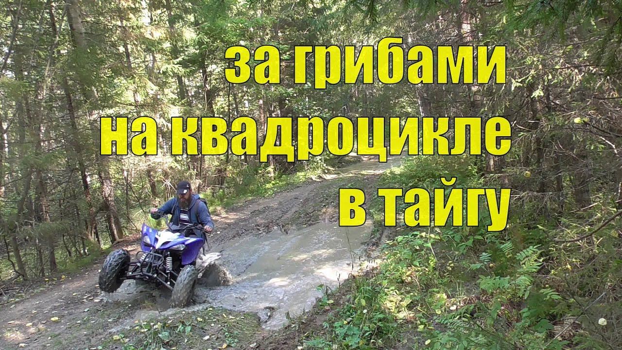 За грибами. На квадроцикле. В тайгу смотреть онлайн