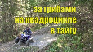 За грибами. На квадроцикле. В тайгу