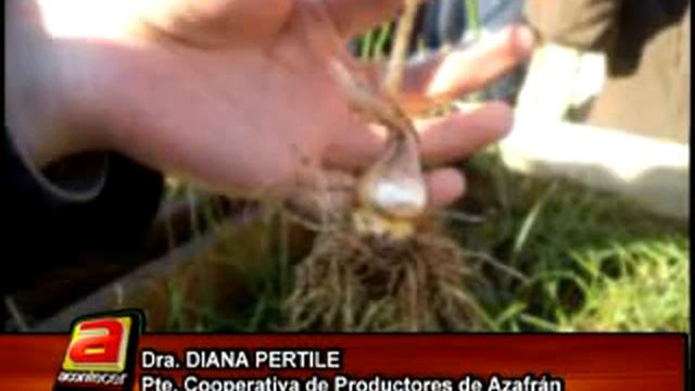 DIANA PERTILE смотреть онлайн