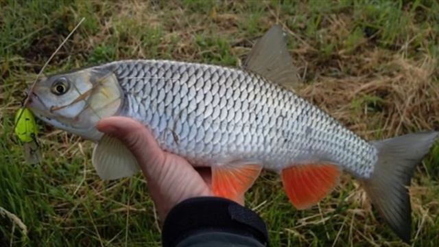 Почему этих 