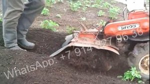 Окучивание картофеля активным роторным окучником.