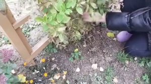 Клематис манчжурский. Укрытие на зиму.