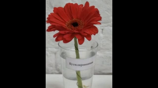 Вода-основа жизни. смотреть онлайн