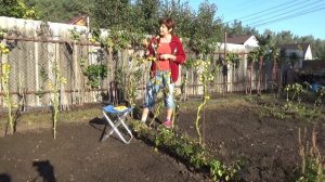 Томат ЛОНГ КИПЕР. Рекомендуем!