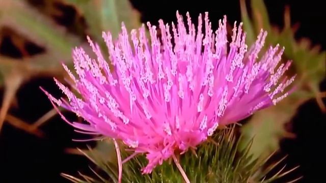 Медитация Я ПРОЩАЮ СЕБЯ смотреть онлайн