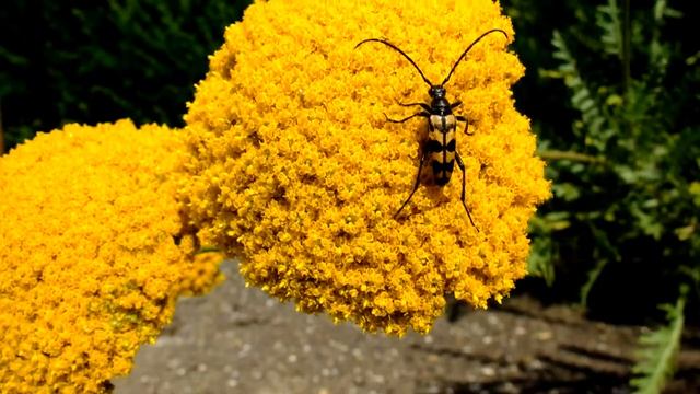 Leptura quadrifasciata - Vierbindiger Schmalbock / Longhorn Beetle смотреть онлайн